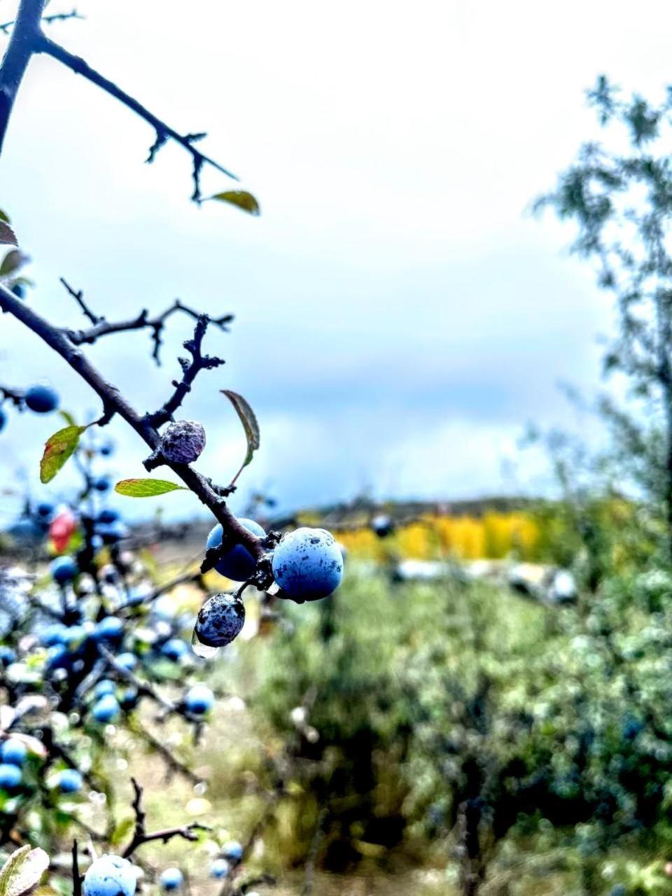 Alojamiento Rural Los Hacheros Tragacete Eksteriør billede